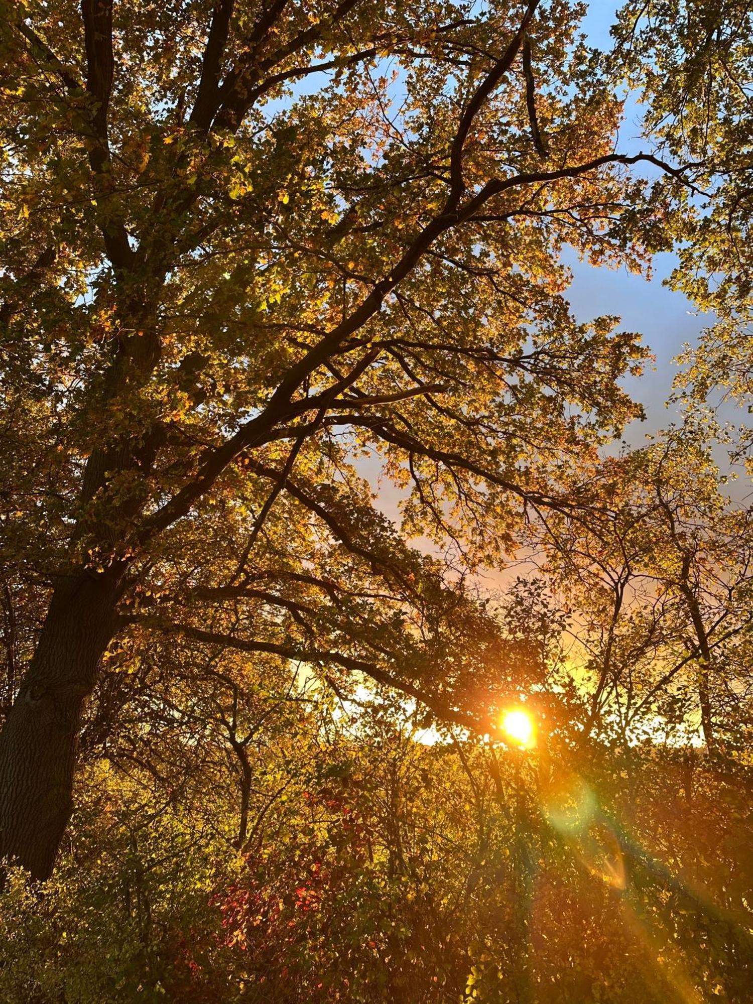 Ferienwohnung Waldgaenger Hahnenklee ゴスラー エクステリア 写真