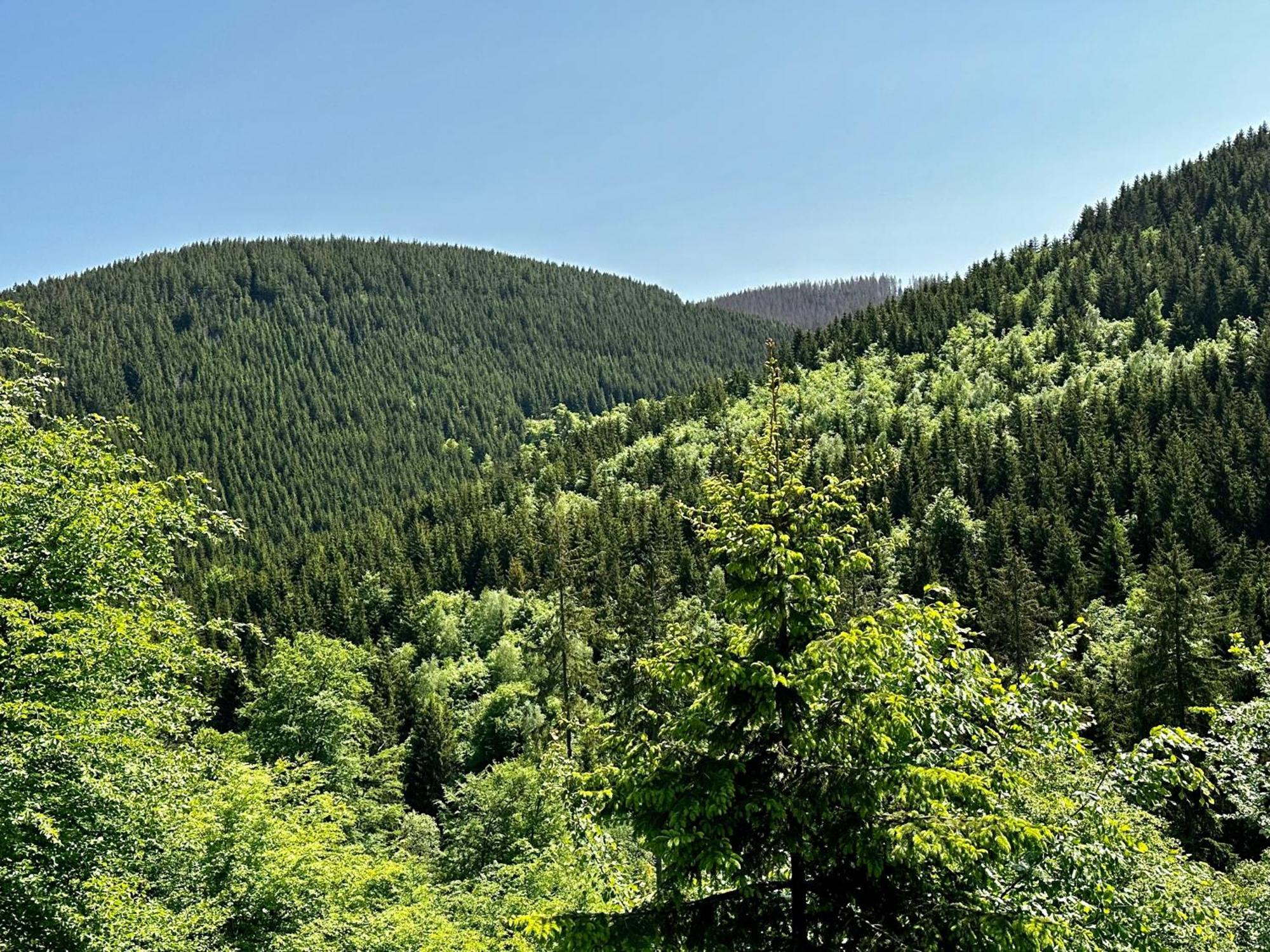 Ferienwohnung Waldgaenger Hahnenklee ゴスラー エクステリア 写真