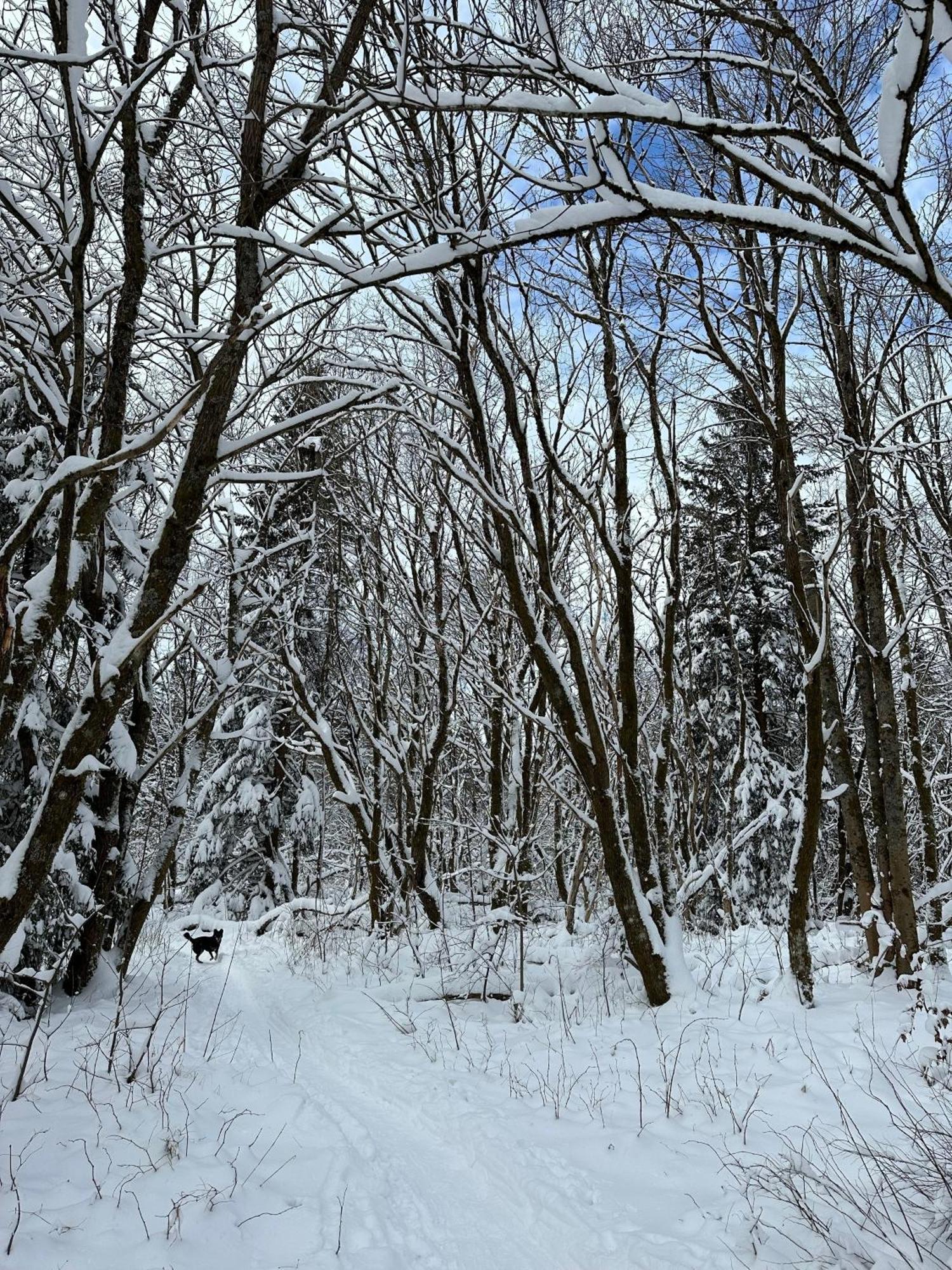 Ferienwohnung Waldgaenger Hahnenklee ゴスラー エクステリア 写真